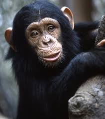 primates是什么意思