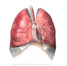 respiratory是什么意思