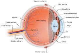 retina是什么意思