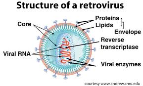 retrovirus是什么意思