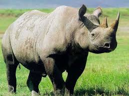 rhinoceros是什么意思