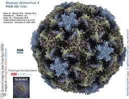 rhinovirus是什么意思