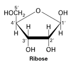 ribose是什么意思