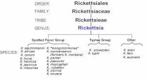 rickettsia是什么意思