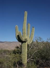 saguaro是什么意思