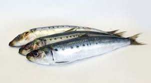 sardine是什么意思