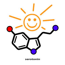 serotonin是什么意思
