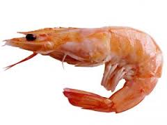 shrimp是什么意思