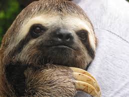 sloth是什么意思