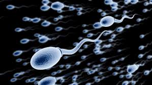 sperm是什么意思
