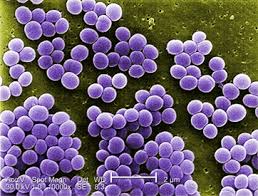 Staphylococcus是什么意思