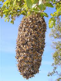 swarm是什么意思