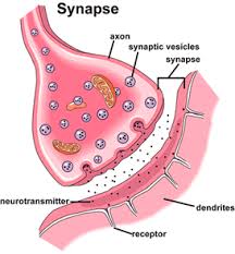 synapse是什么意思