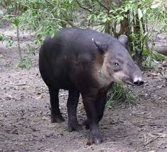 tapir是什么意思