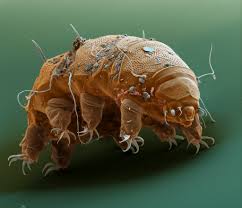 tardigrade是什么意思
