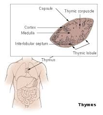 thymus是什么意思