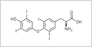 thyroxine是什么意思