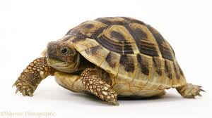 tortoise是什么意思