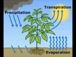 transpiration是什么意思