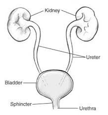urinary是什么意思