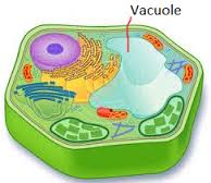 vacuole是什么意思