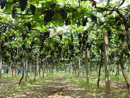 viticulture是什么意思