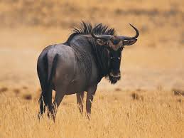 wildebeest是什么意思