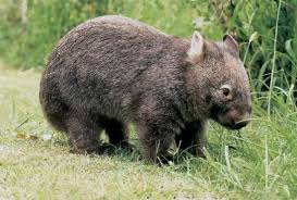 wombat是什么意思