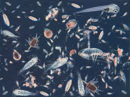 zooplankton是什么意思