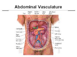 abdominal是什么意思