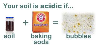 acidic是什么意思