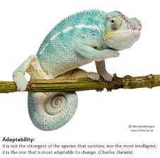 adaptability是什么意思