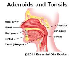 adenoid是什么意思
