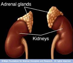 adrenal是什么意思