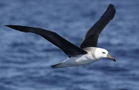 albatross是什么意思