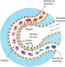 alveolus是什么意思