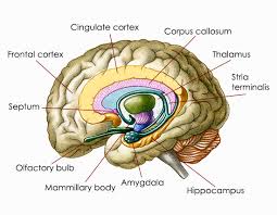 amygdala是什么意思