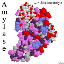 amylase是什么意思