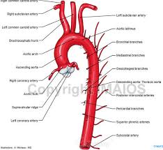 aorta是什么意思