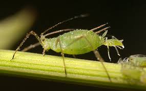 aphid是什么意思