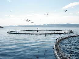 aquaculture是什么意思