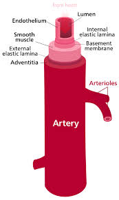 artery是什么意思