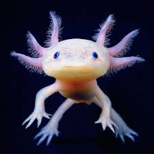 axolotl是什么意思