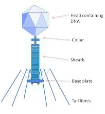 bacteriophage是什么意思