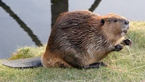 beaver是什么意思