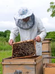 beekeeper是什么意思