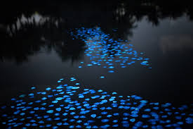 bioluminescent是什么意思