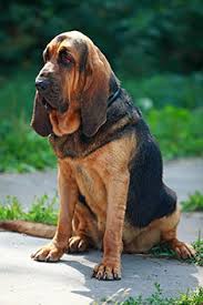 bloodhound是什么意思