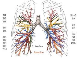 bronchial是什么意思