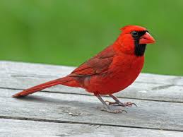 cardinal是什么意思